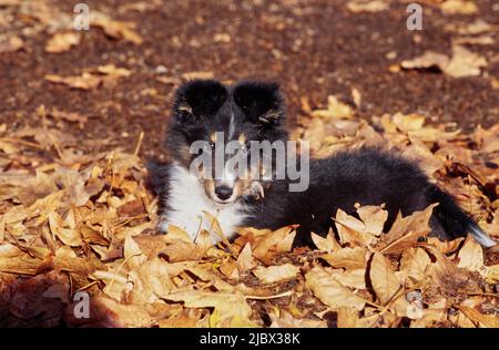 Sheltie puppy in leaves Stock Photo