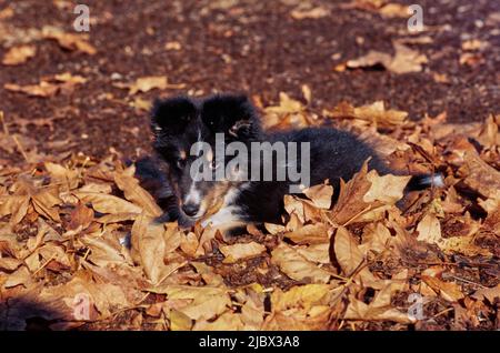 Sheltie puppy in leaves Stock Photo