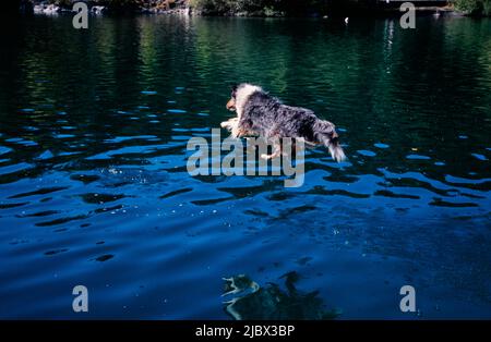 A sheltie jumping into water Stock Photo