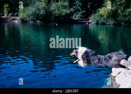 A sheltie jumping into water Stock Photo