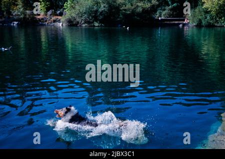 A sheltie jumping into water Stock Photo