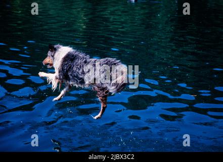 A sheltie jumping into water Stock Photo