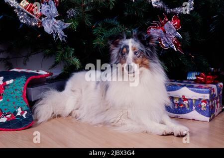 A sheltie under a Christmas tree Stock Photo