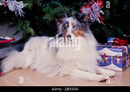 A sheltie under a Christmas tree Stock Photo