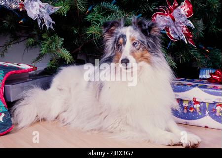 A sheltie under a Christmas tree Stock Photo