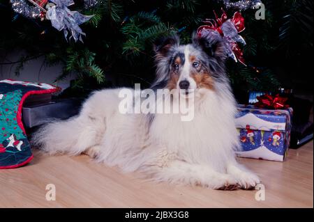 A sheltie under a Christmas tree Stock Photo