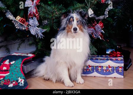 A sheltie under a Christmas tree Stock Photo