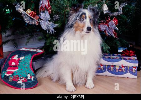 A sheltie under a Christmas tree Stock Photo