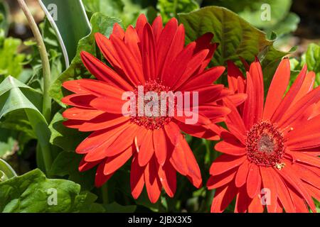 Red daisy flowers close up Stock Photo