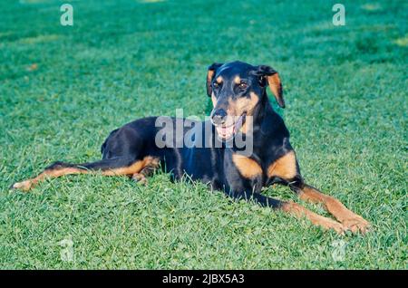 A Doberman laying in green grass Stock Photo