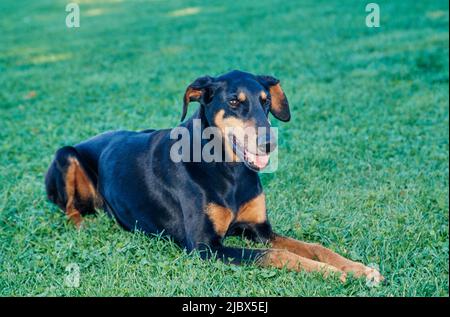 A Doberman laying in green grass Stock Photo