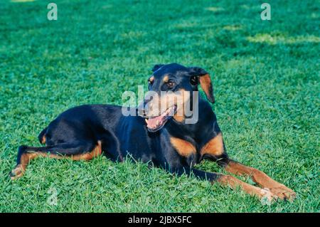 A Doberman laying in green grass Stock Photo