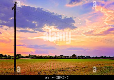 Wooden power poles carry electricity to rural electric customers, May 17, 2012, in Columbus, Mississippi. Stock Photo