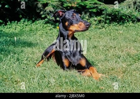 A Doberman laying in green grass Stock Photo