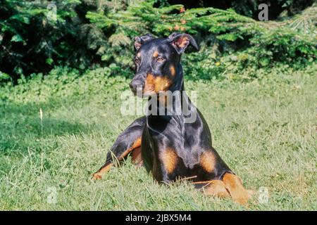 A Doberman laying in green grass Stock Photo