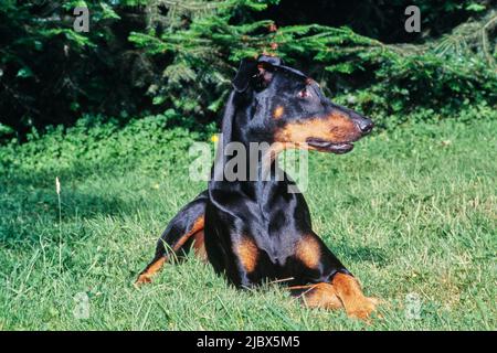 A Doberman laying in green grass Stock Photo