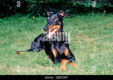 A Doberman laying in green grass Stock Photo