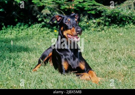 A Doberman laying in green grass Stock Photo