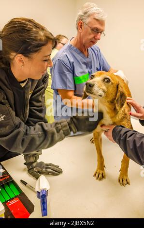 A frightened dog is examined by a veterinarian as U.S. Humane Society workers assist, Dec. 7, 2011, in Macon, Mississippi. Stock Photo