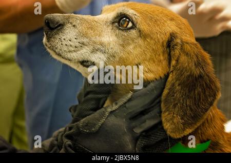 A frightened dog is held by a U.S. Humane Society worker as it is examined by a veterinarian, Dec. 7, 2011, in Macon, Mississippi. Stock Photo