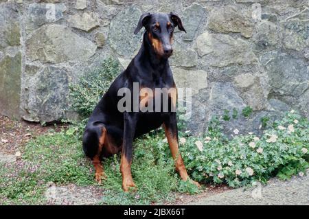 A Doberman sitting in front of a rock wall next to white flowers Stock Photo