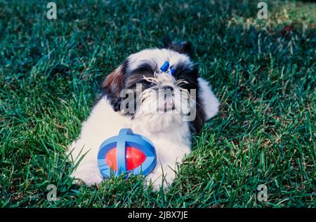 Shih Tzu in grass with a toy Stock Photo