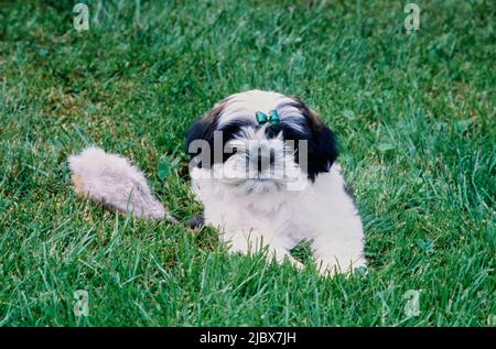 Shih Tzu in grass Stock Photo