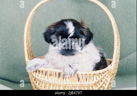Shih Tzu puppy in a basket Stock Photo