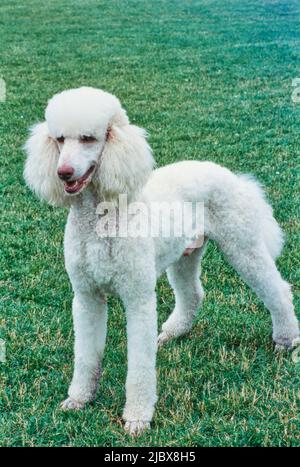 A standard poodle standing on a green lawn Stock Photo