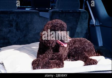 A standard poodle laying on a dog bed in the back of a vehicle Stock Photo
