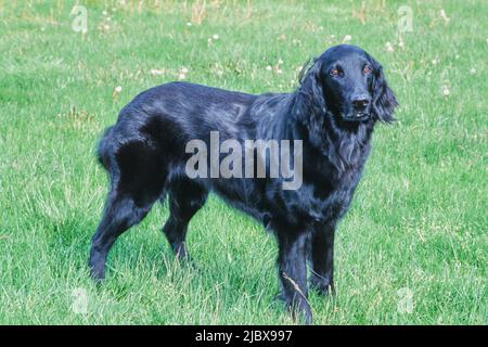 A flat-coated retriever standing on green grass Stock Photo