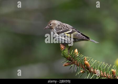 A pine siskin (Spinus pinus) perched on the end of a conifer branch. Stock Photo