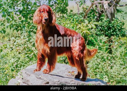 An Irish setter standing on a rock surrounded by greenery Stock Photo