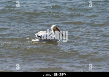 American White Pelican, Pelecanus erythrorhynchos swimming on Lake Michigan looking for fish at Two Rivers, Wisconsin Stock Photo