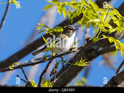 Red Eyed Vireo, Vireo olivaceus, native American songbird perched in tree. Stock Photo