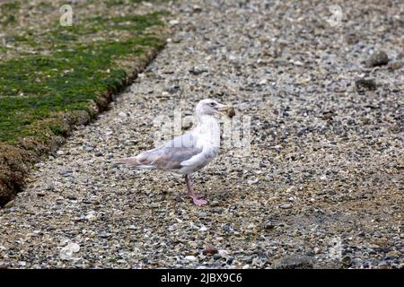 An immature glaucous-winged gull (Larus glaucescens) standing on a boat dock with a clam in its beak in Bremerotn, Washington. Stock Photo