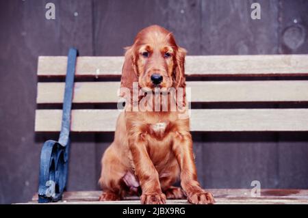 An Irish setter puppy sitting on a bench Stock Photo