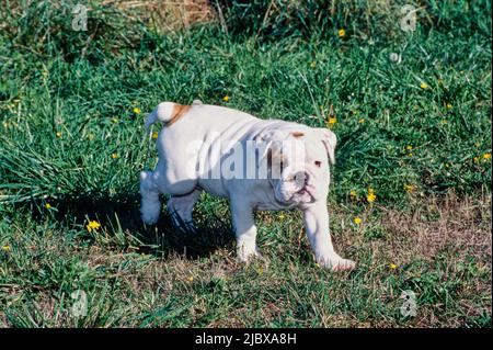 Tall english hot sale bulldog