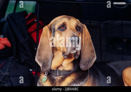 Close-up of a bloodhound's face Stock Photo