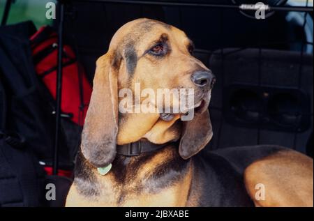 Close-up of a bloodhound's face Stock Photo
