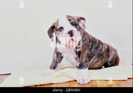An English bulldog puppy sitting on a towel Stock Photo