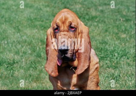 Close-up of the face of a bloodhound sitting in grass Stock Photo