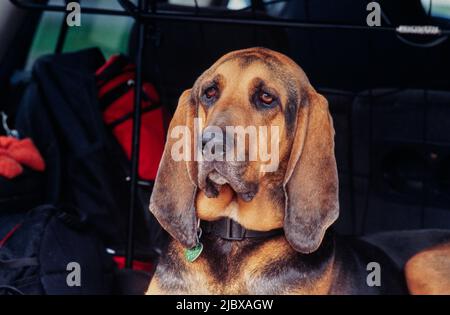 Close-up of a bloodhound's face Stock Photo