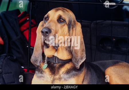 Close-up of a bloodhound's face Stock Photo