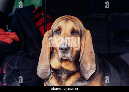 Close-up of a bloodhound's face Stock Photo