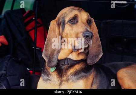 Close-up of a bloodhound's face Stock Photo