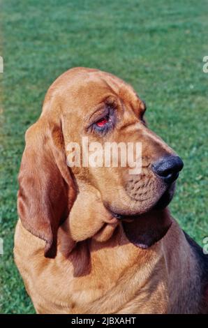Close-up of a bloodhound's face with green grass in the background Stock Photo