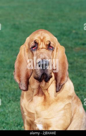 Close-up of a bloodhound's face with green grass in the background Stock Photo