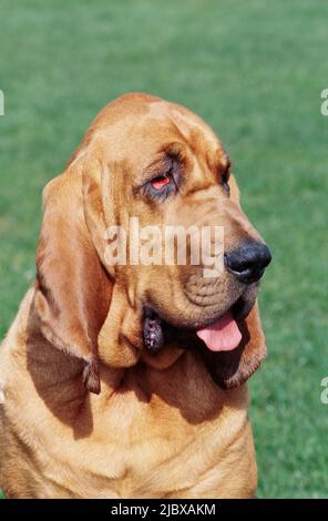 Close-up of a bloodhound's face with green grass in the background Stock Photo
