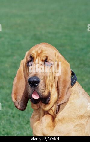 Close-up of a bloodhound's face with green grass in the background Stock Photo